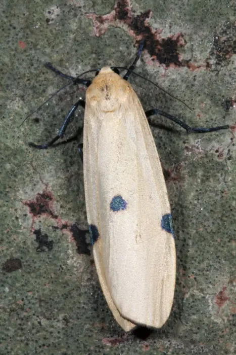 Framed Print : Four Spotted Footman Moth - female - UK Framed Print : Four Spotted Footman Moth - female - UK