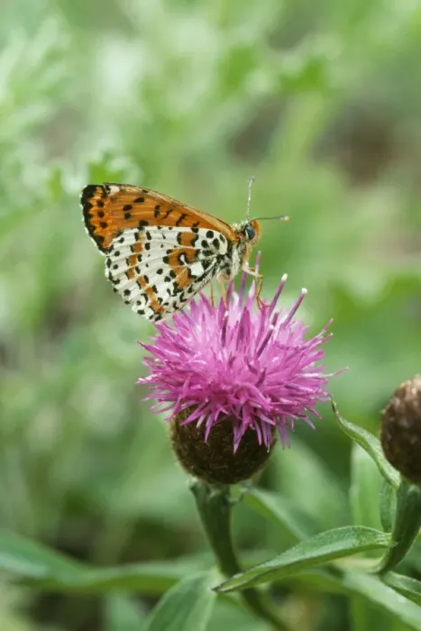 Framed Print : Spotted Fritillary Butterfly Framed Print : Spotted Fritillary Butterfly
