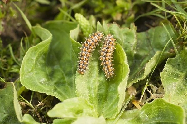 Spotted Fritillary Butterfly caterpillars on plantain. UK