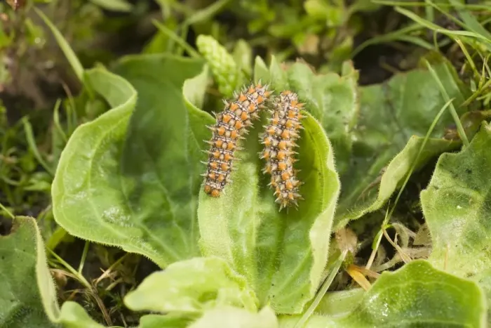 Framed Print : Spotted Fritillary Butterfly caterpillars on plantain. UK