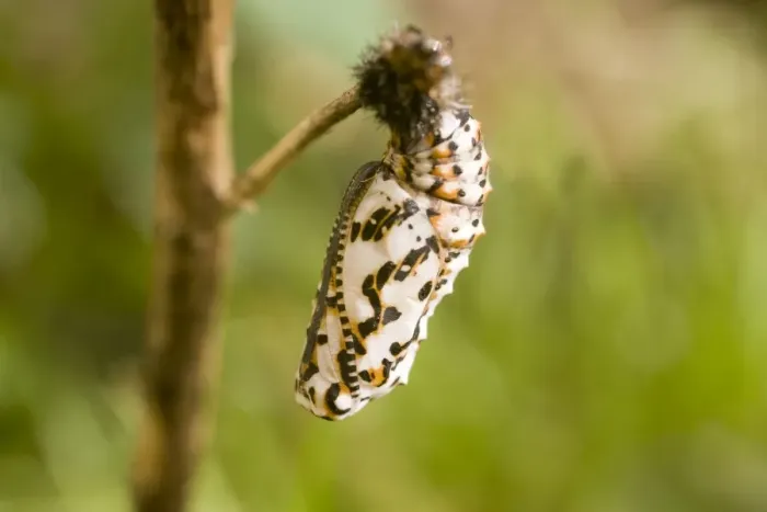 Framed Print : Spotted Fritillary Butterfly pupa. UK Framed Print : Spotted Fritillary Butterfly pupa. UK