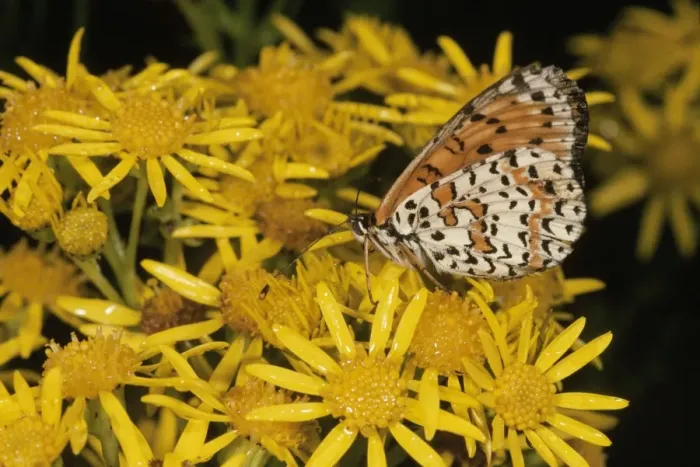 Framed Print : Spotted Fritillary Butterfly - on Ragwort France