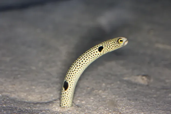 Framed Print : Spotted Garden Eel. Vancouver aquarium. Canada Framed Print : Spotted Garden Eel. Vancouver aquarium. Canada