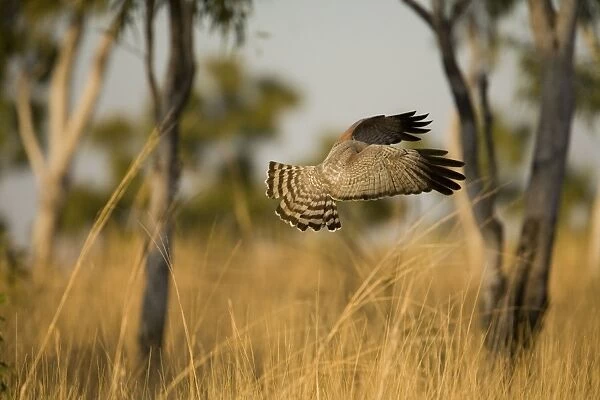 Spotted Harrier - This bird had seen prey on the ground and was about to drop onto it. Near Mt Barnett, Gibb River Road, Kimberley, Western Australia