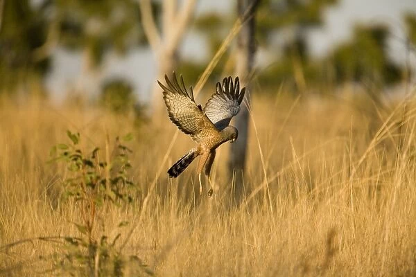 Spotted Harrier - This bird had seen prey on the ground and was about to drop onto it. Near Mt Barnett, Gibb River Road, Kimberley, Western Australia