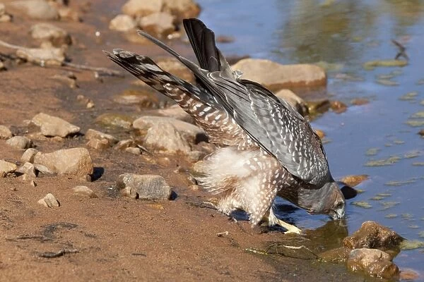 Spotted Harrier - drinking at a waterhole near Canteen Creek Aboriginal Community, Northern Territory, Australia