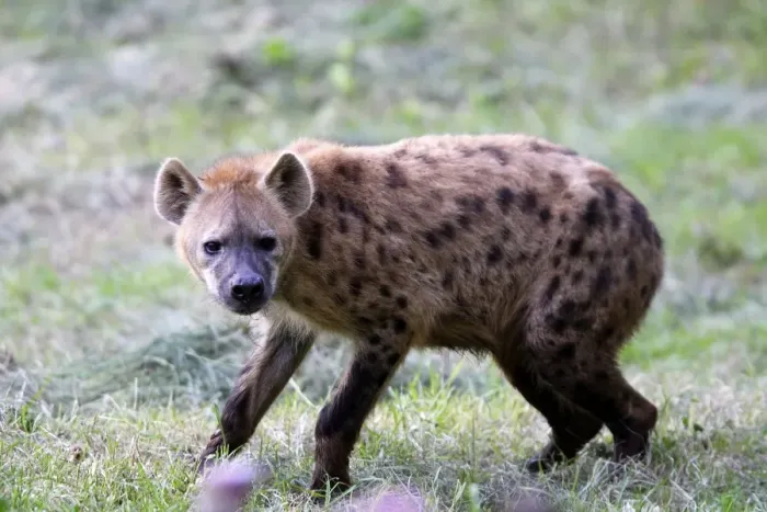 Framed Print : Spotted Hyaena Framed Print : Spotted Hyaena