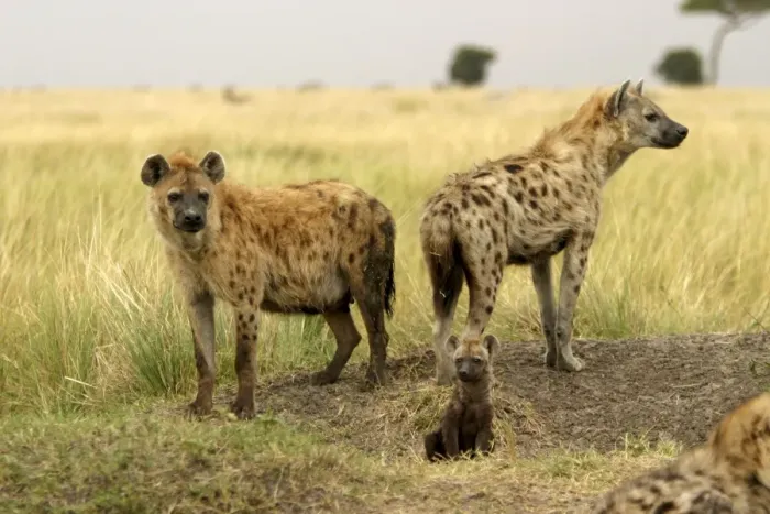 Framed Print : Spotted Hyaena Adults with cub Maasai Mara, Africa Framed Print : Spotted Hyaena Adults with cub Maasai Mara, Africa