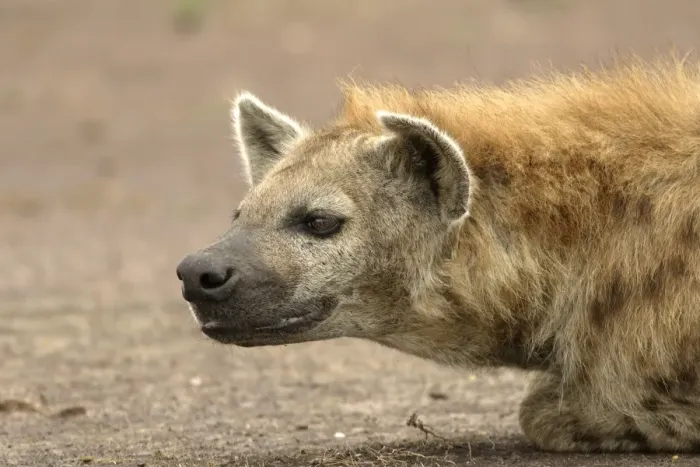 Framed Print : Spotted Hyaena - close-up of head. Maasai Mara National Park - Kenya - Africa Framed Print : Spotted Hyaena - close-up of head. Maasai Mara National Park - Kenya - Africa