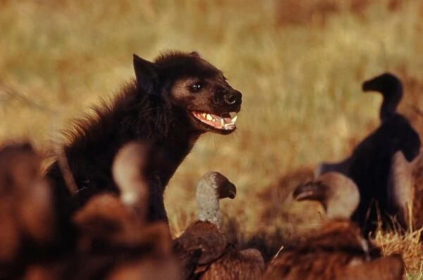 Spotted Hyaena Compete with vultures over carcasses Moremi, Botswana, Africa