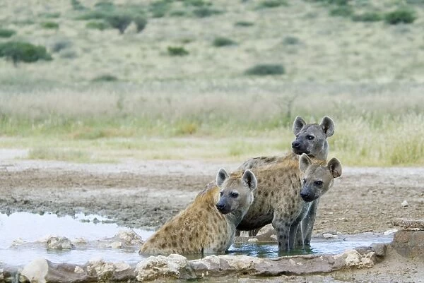 Spotted Hyaena cooling off at Kousant waterhole. Occurs in sub-Saharan Africa excluding rain forest; absent from southern areas of South Africa. Kgalagadi Transfrontier Park, Northern Cape, South Africa