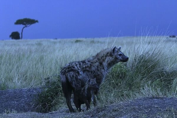 Spotted Hyaena With cub Maasai Mara, Africa