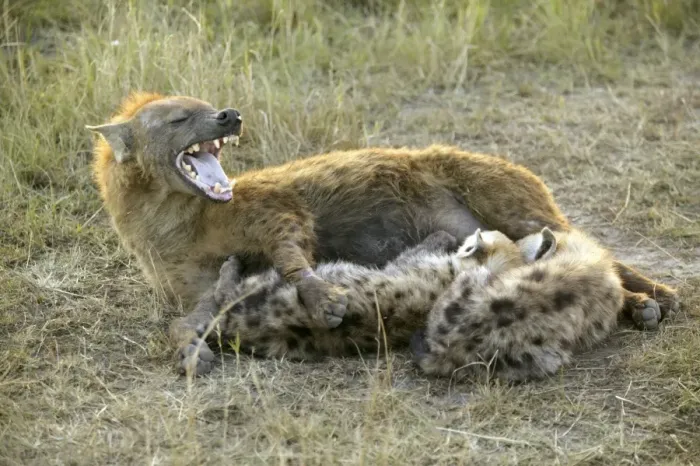 Framed Print : Spotted Hyaena Feeding young Maasai Mara, Africa Framed Print : Spotted Hyaena Feeding young Maasai Mara, Africa
