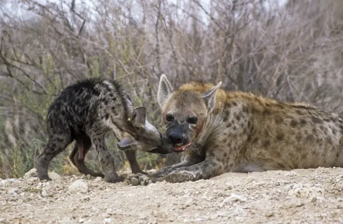 Framed Print : Spotted Hyaena - female at den with cub. Kgalagadi Transfrontier Park South Africa Framed Print : Spotted Hyaena - female at den with cub. Kgalagadi Transfrontier Park South Africa