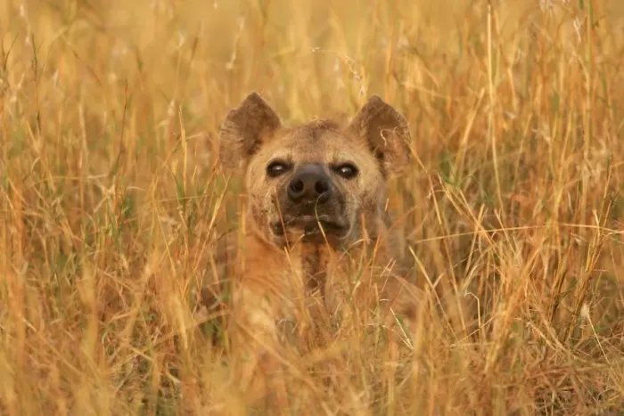 Framed Print : Spotted Hyaena - amongst grass. Maasai Mara National Park - Kenya - Africa Framed Print : Spotted Hyaena - amongst grass. Maasai Mara National Park - Kenya - Africa