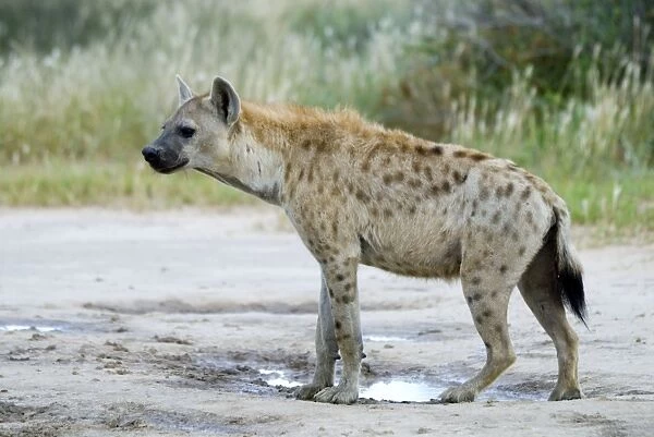 Spotted Hyaena at Kousant waterhole. Occurs in sub-Saharan Africa excluding rain forest; absent from southern areas of South Africa. Kgalagadi Transfrontier Park, Northern Cape, South Africa