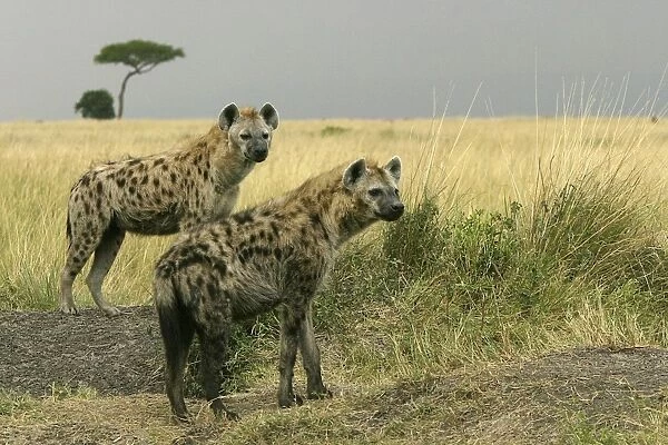 Spotted Hyaena Two together Maasai Mara, Africa