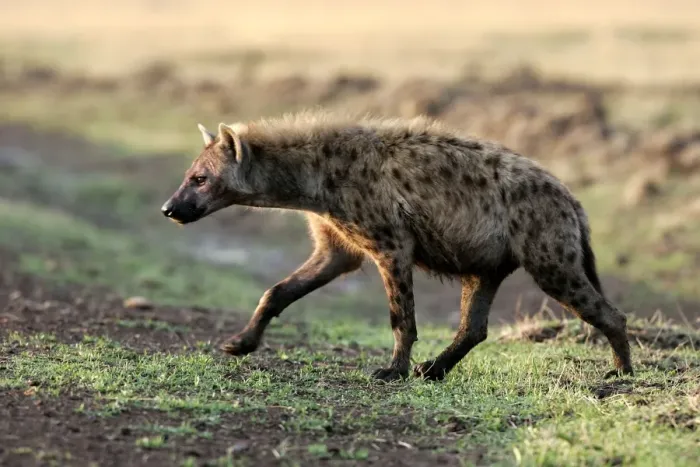 Framed Print : Spotted Hyaena. Maasai Mara National Park - Kenya - Africa Framed Print : Spotted Hyaena. Maasai Mara National Park - Kenya - Africa