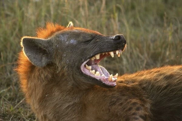 Spotted Hyaena With mouth open Maasai Mara, Africa