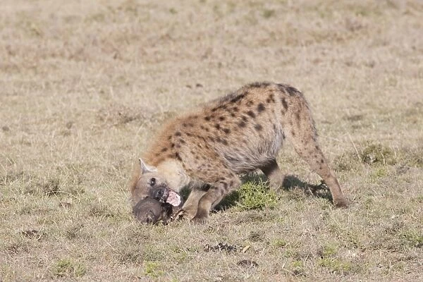 Spotted Hyaena - With skull on open savannah plains - Maasai Mara North Reserve Kenya