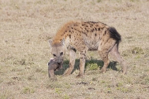 Spotted Hyaena - With skull on open savannah plains Maasai Mara North Reserve Kenya