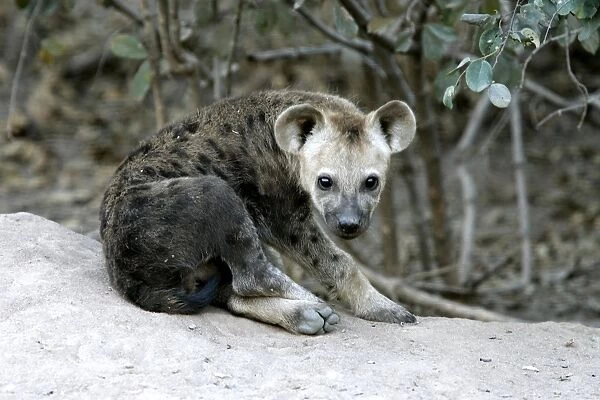 Spotted Hyaena. South Luangwa Valley National Park - Zambia - Africa