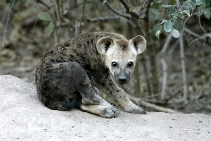 Framed Print : Spotted Hyaena. South Luangwa Valley National Park - Zambia - Africa Framed Print : Spotted Hyaena. South Luangwa Valley National Park - Zambia - Africa