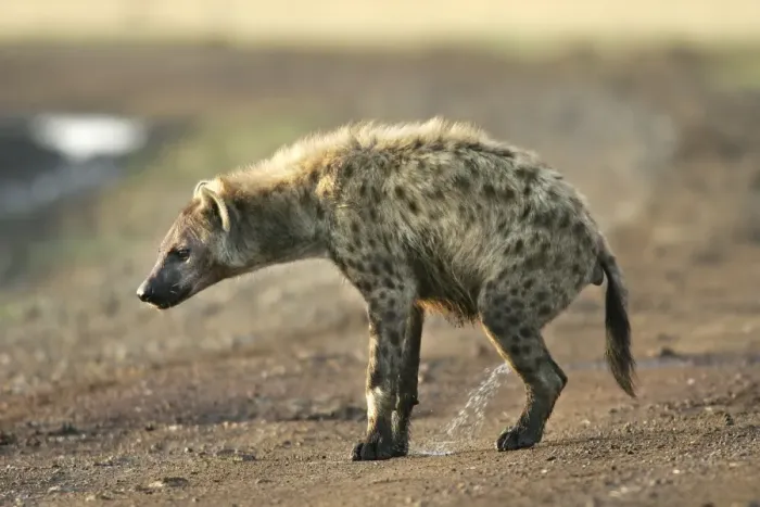 Framed Print : Spotted Hyaena - urinating. Maasai Mara National Park - Kenya - Africa Framed Print : Spotted Hyaena - urinating. Maasai Mara National Park - Kenya - Africa