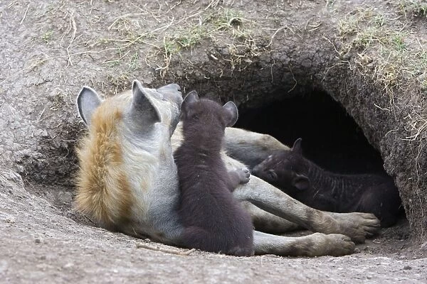 Spotted Hyena - 1 month old cub with mother in den - Masai Mara Conservancy - Kenya