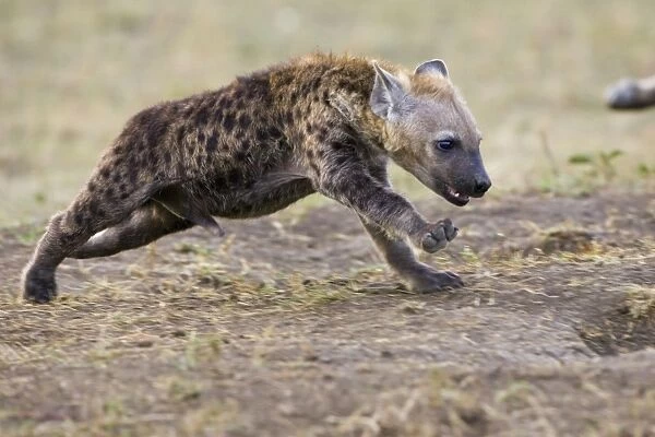 Spotted Hyena - 11-13 week old cub running - Masai Mara Conservancy - Kenya