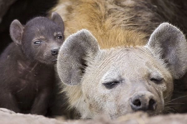 Spotted Hyena - 14 day old cub in den with mother - Masai Mara Conservancy - Kenya