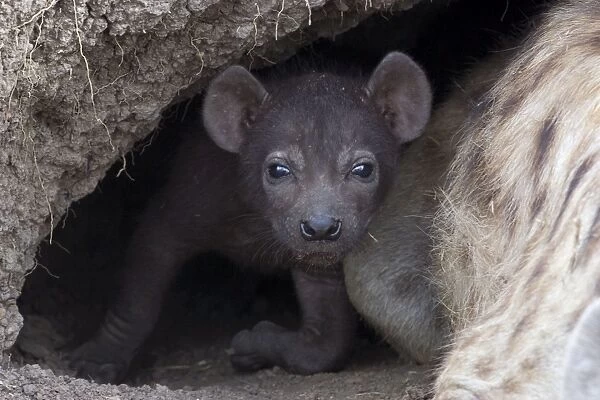 Spotted Hyena - 34 day old cub in den with mother - Masai Mara Conservancy - Kenya