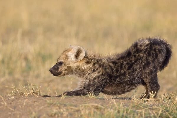 Spotted Hyena - 4-5 month old cub - Masai Mara Conservancy - Kenya