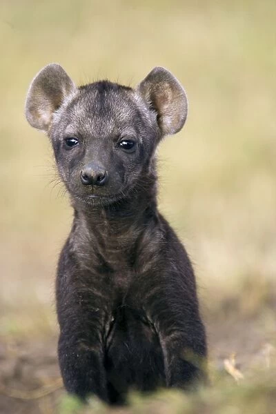 Spotted Hyena - 6-8 week old cub - Masai Mara Conservancy - Kenya