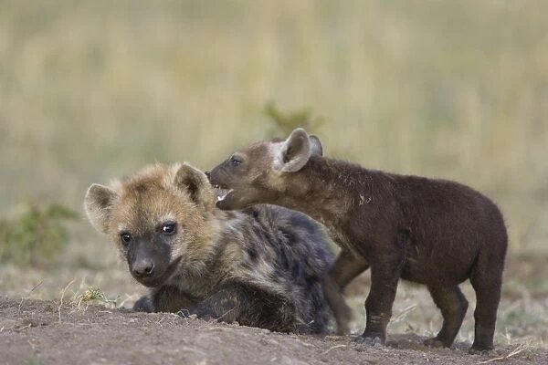 Spotted Hyena - 8-10 week old cub with 4 month old cub - Masai Mara Conservancy - Kenya