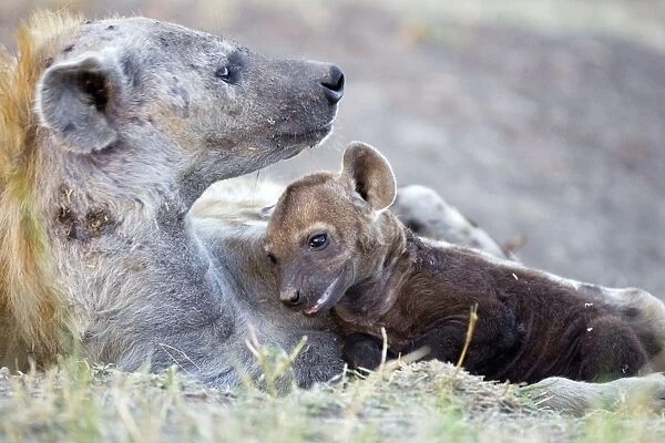 Spotted Hyena - 8-10 week old cub with mother - Masai Mara Conservancy - Kenya