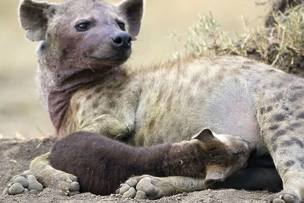 Spotted Hyena - 8-10 week old cub suckling - Masai Mara Conservancy - Kenya