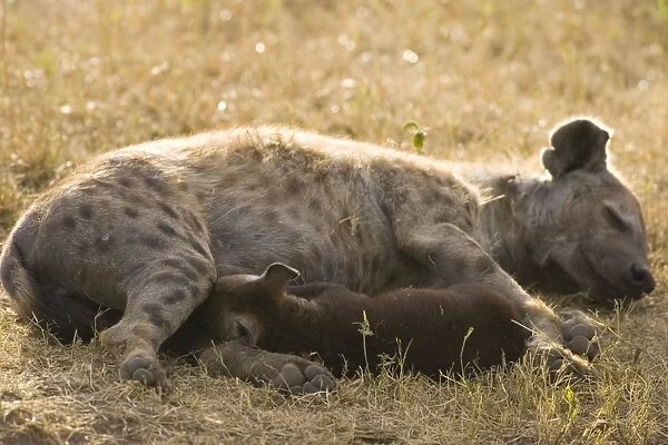 Spotted Hyena - 8-10 week old cub suckling Masai Mara Conservancy - Kenya