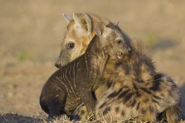 Spotted Hyena - 8 week old cub playing with 6 month old cub at den - Masai Mara Conservancy - Kenya