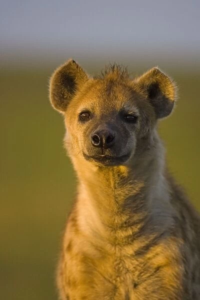 Spotted Hyena - adult female - Masai Mara Conservancy - Kenya
