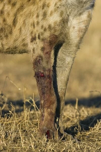 Spotted Hyena - adult female with wound from fight with more dominant female - Masai Mara Triangle - Kenya