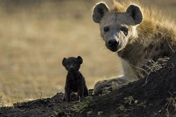 Spotted Hyena - cub with mother - Masai Mara Conservancy - Kenya