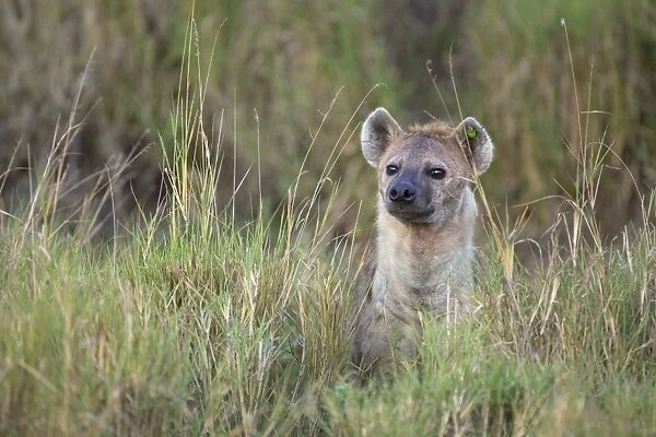 Spotted Hyena - with ear tag (green tag used by researchers for identification) - Masai Mara Reserve - Kenya
