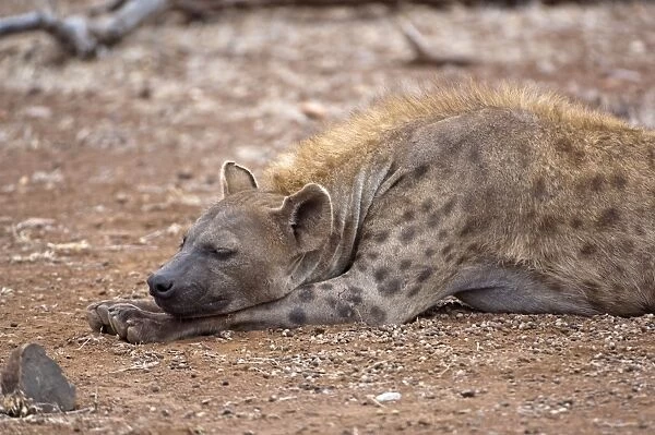 Spotted Hyena - female sleeping - Kruger National Park - South Africa