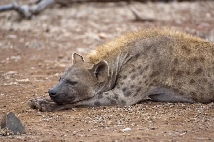 Framed Print : Spotted Hyena - female sleeping - Kruger National Park - South Africa