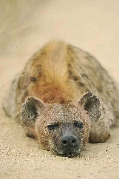 Spotted Hyena - Kruger National Park - South Africa