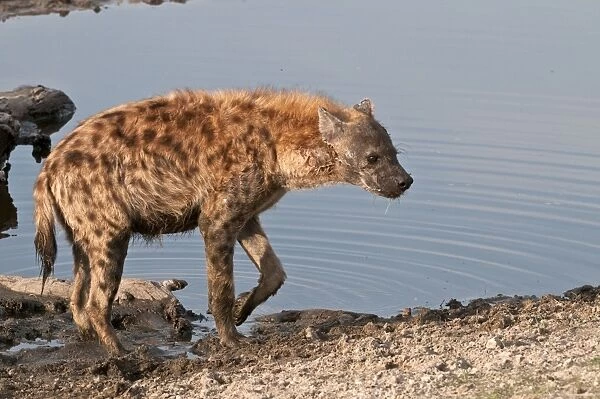 Spotted Hyena - leaving waterhole - Sabi Sands Game Reserve - South Africa