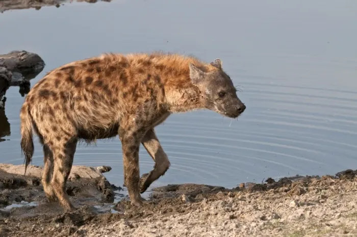 Framed Print : Spotted Hyena - leaving waterhole - Sabi Sands Game Reserve - South Africa Framed Print : Spotted Hyena - leaving waterhole - Sabi Sands Game Reserve - South Africa