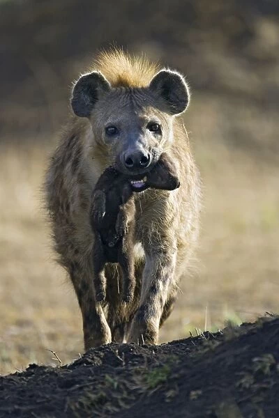 Spotted Hyena - mother carrying 3-4 day old cub - Masai Mara Conservancy - Kenya