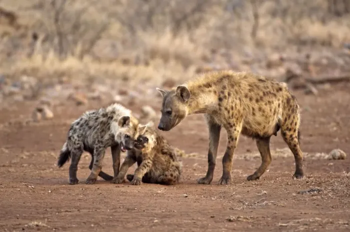 Framed Print : Spotted Hyena - mother with two pups - Kruger National Park - South Africa Framed Print : Spotted Hyena - mother with two pups - Kruger National Park - South Africa